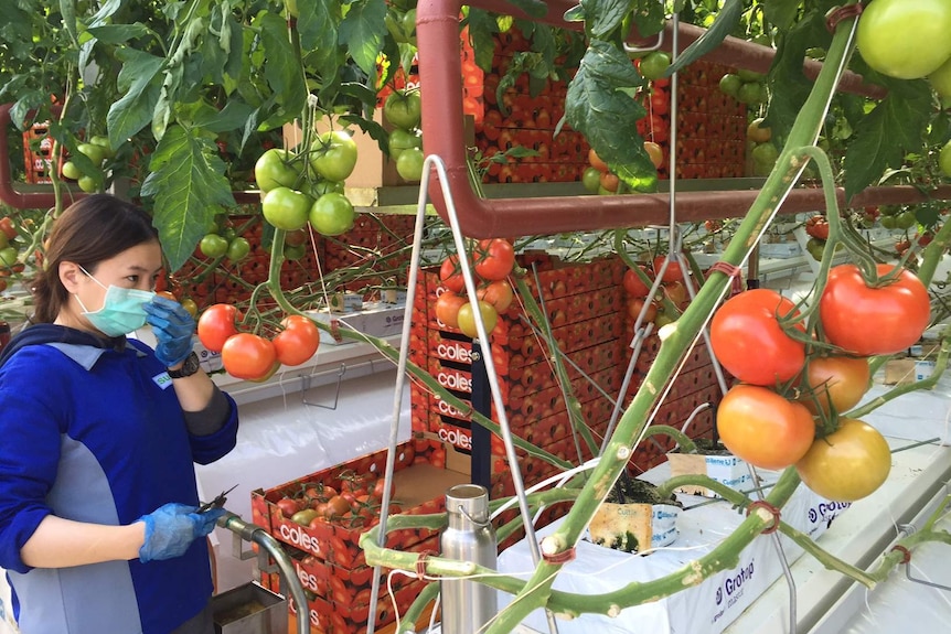 A worker picking tomatoes for Coles at Sundrop Farms.