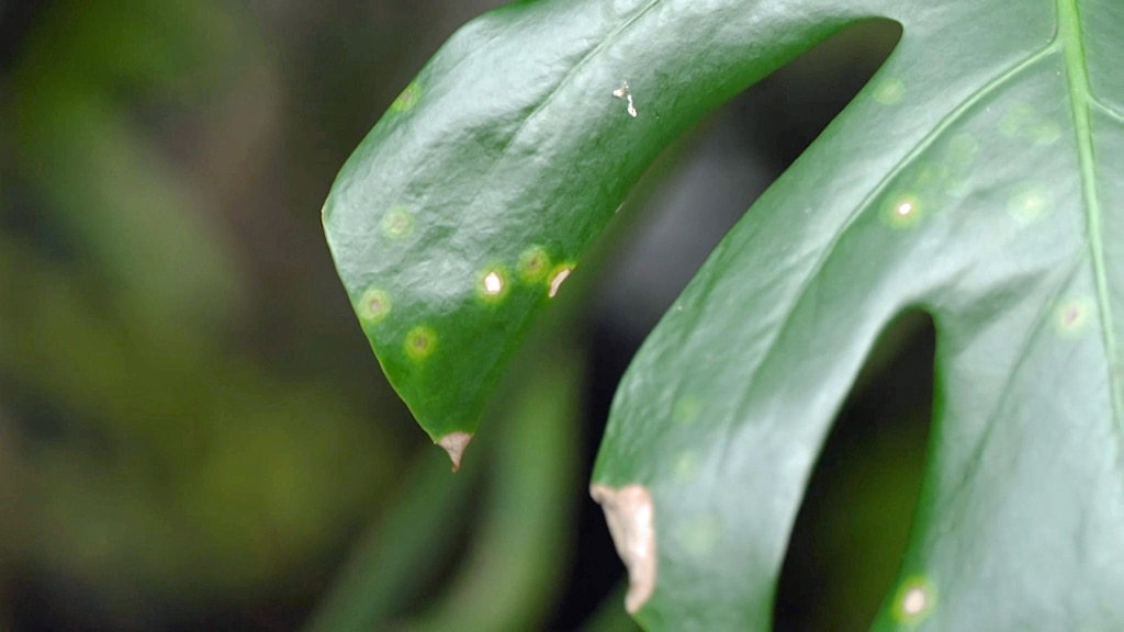 Indoor plant leaf with browning on the edge.