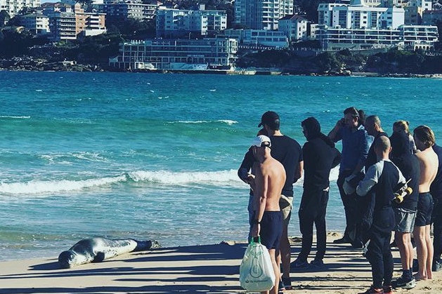 A seal lies on the beach with a group of people looking at it.