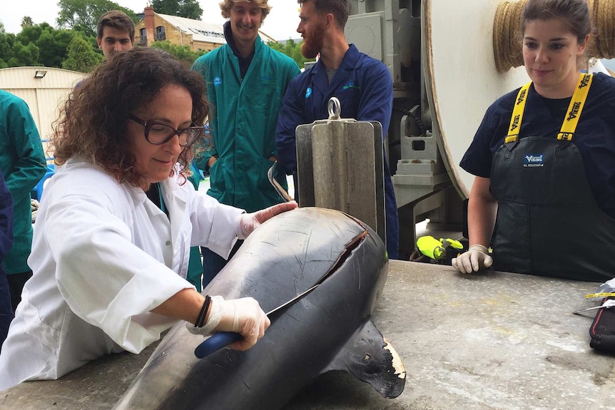 Dr Karen Evans cuts open on a common dolphin watched by students.