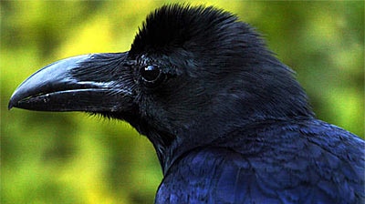 Something to crow about ... the crow family is the cleverest of the bird brains.