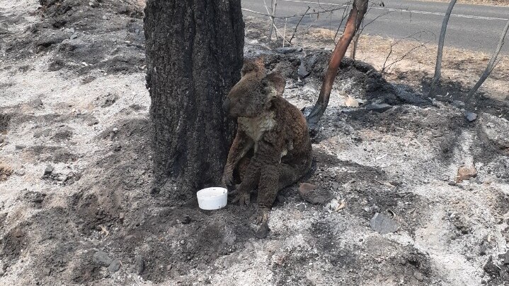 A koala sits at the base of a blackened tree around it the ground is charred. A small bowl of water sits in front of the koala.