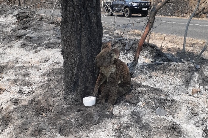 A koala sits at the base of a blackened tree around it the ground is charred. A small bowl of water sits in front of the koala.