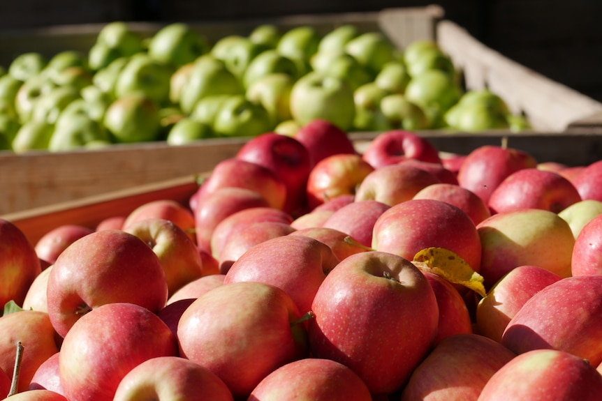 Piles of red and green apples in bins.