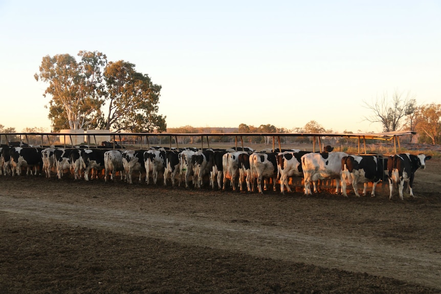 Dairy cows standing in a line as they feed from a feed trough on a property near Toowoomba.
