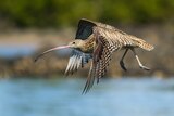A flying curlew.
