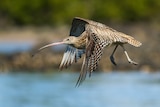 A flying curlew.