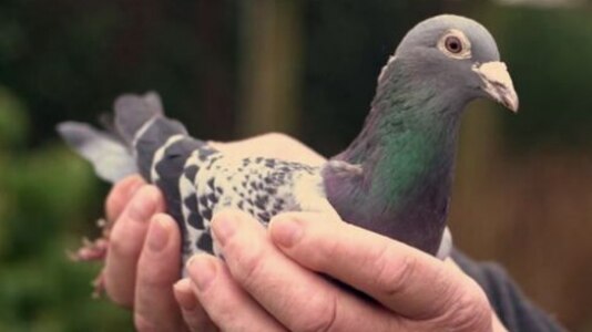 pigeon in the palm of a human hand