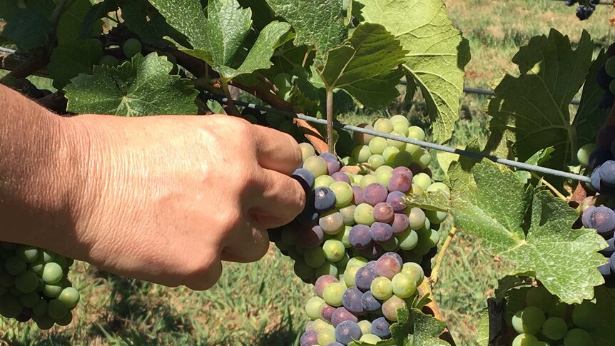A hand picking red and white grapes at a vineyard near Orange.