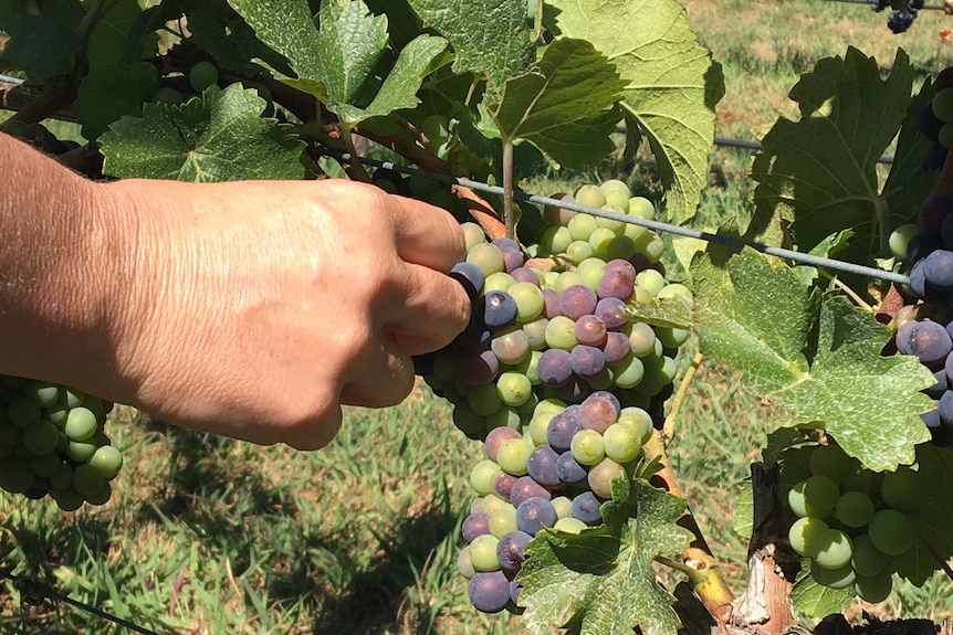 A hand picking red and white grapes at a vineyard near Orange.