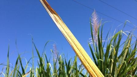 Yellow canopy syndrome will be the subject of research