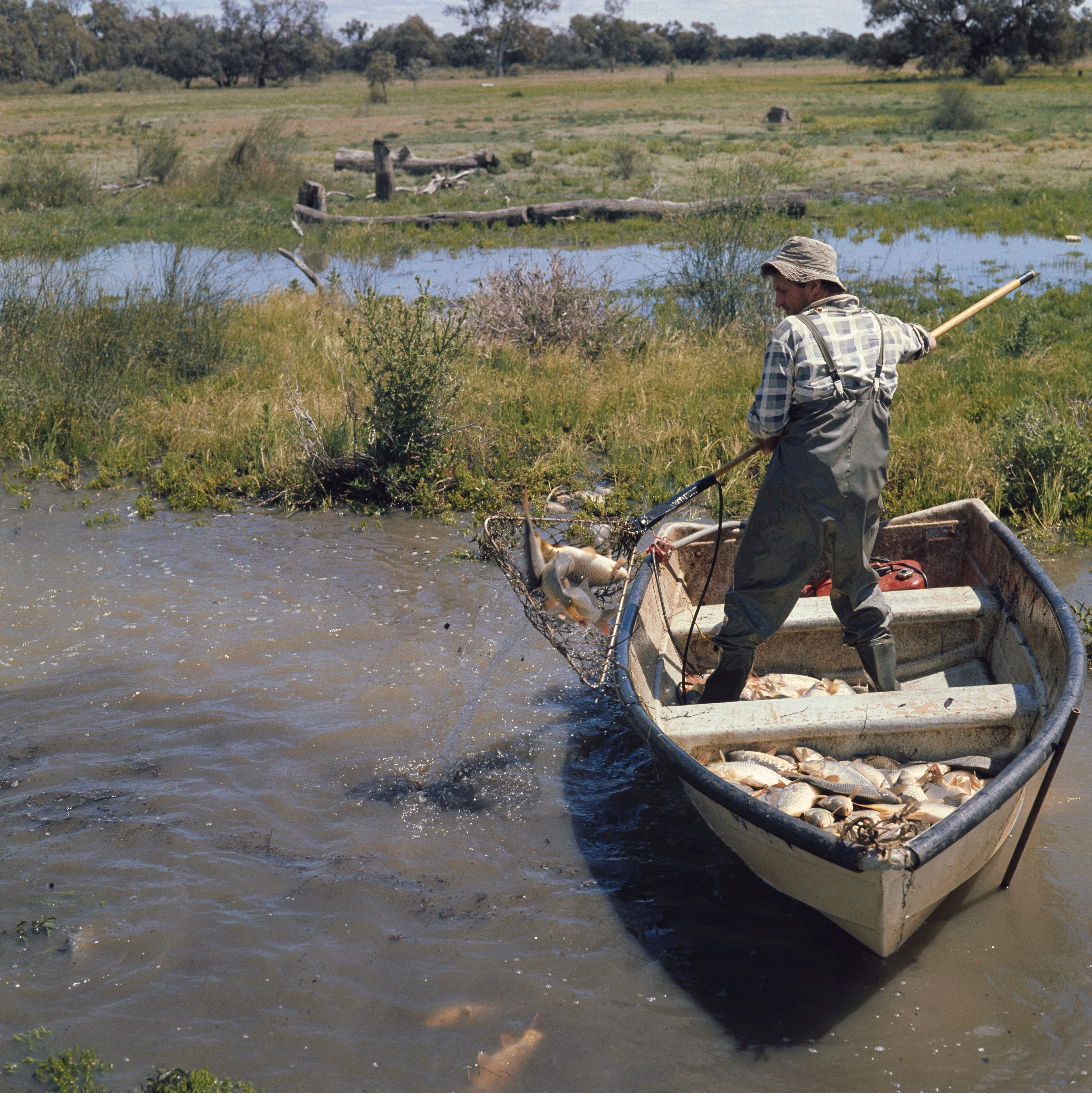 A man in waders, checked shirt and bucket hat pulls a pole and line net filled with carp out of the water.