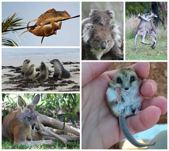 Животные которые много живут. Животные Австралии. Животные живущие в Австралии. Австралия мир животных. Животные которые живут в Австралии.