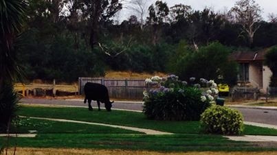 The Launceston City Council will be asked to reinforce some fencing to stop renegade cows from grazing in the suburbs.