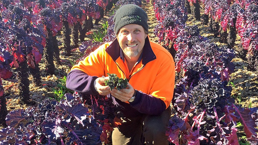 Scott Samwell in a crop of kalette in the Adelaide Hills.