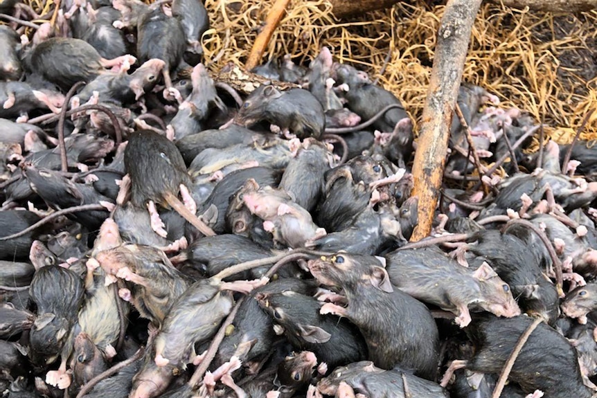 Hundreds of dead mice in a pile after being trapped in a water trap.