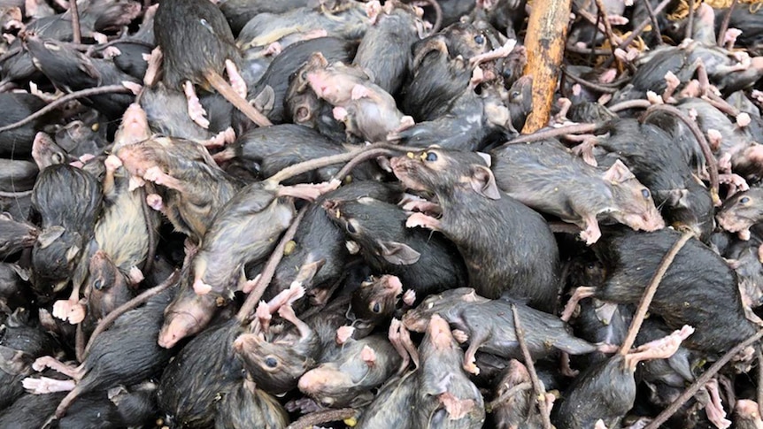 Hundreds of dead mice in a pile after being trapped in a water trap.