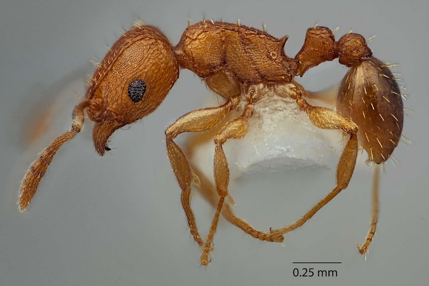 A close-up of a yellow ant.