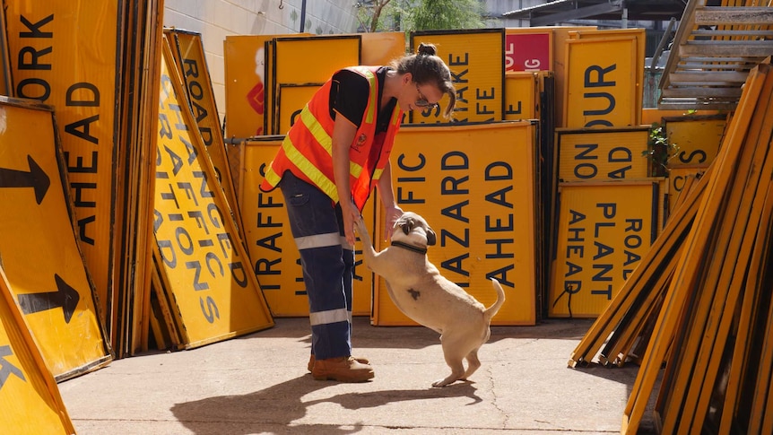 Woman in high vis gear playing with dogs surrounded by yellow road signs.