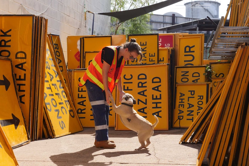 Woman in high vis gear playing with dogs surrounded by yellow road signs.