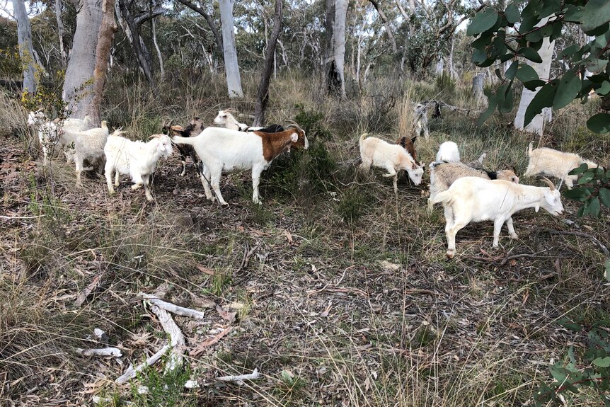  A herd of goats in scrub land 
