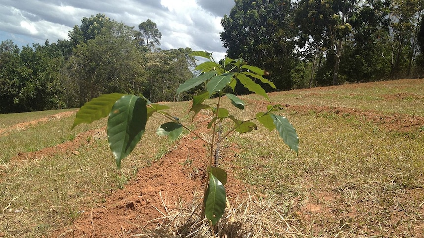 The first coffee tree planted at Wollumbin High School.