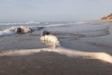 A whale carcass in the shallows at a beach.