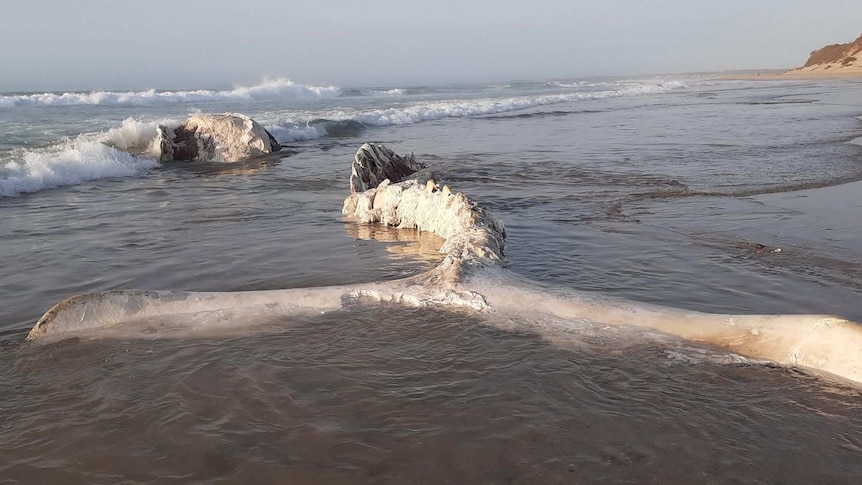 A whale carcass in the shallows at a beach.