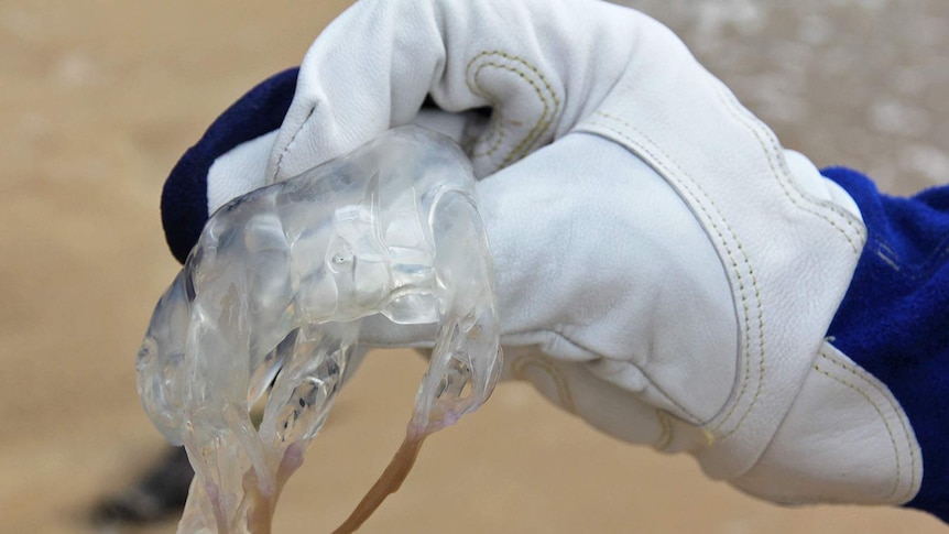 A jellyfish being held so you can see its eye.