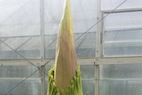 Corpse Flower at Mount Lofty