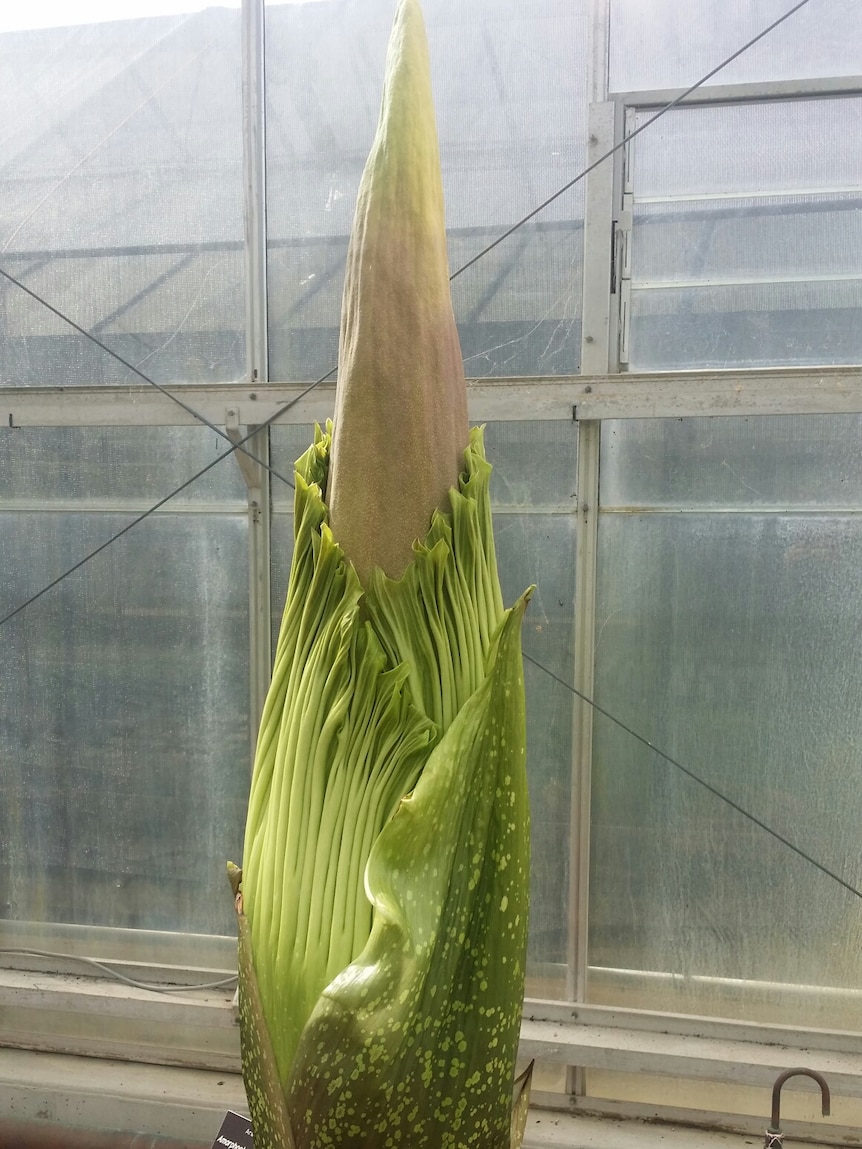Corpse Flower at Mount Lofty