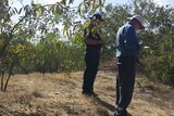Researchers survey bushland.