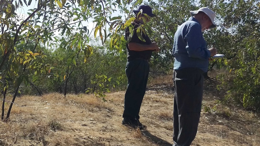 Researchers survey bushland.