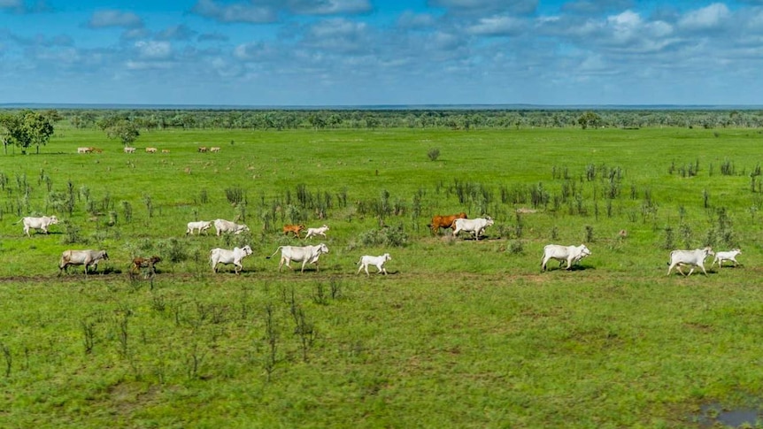 cattle on a green paddock.
