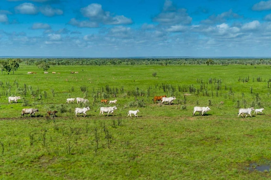 Cattle on a green paddock.