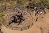 A large boab tree sits fenced off in the bush, while tourists mill around
