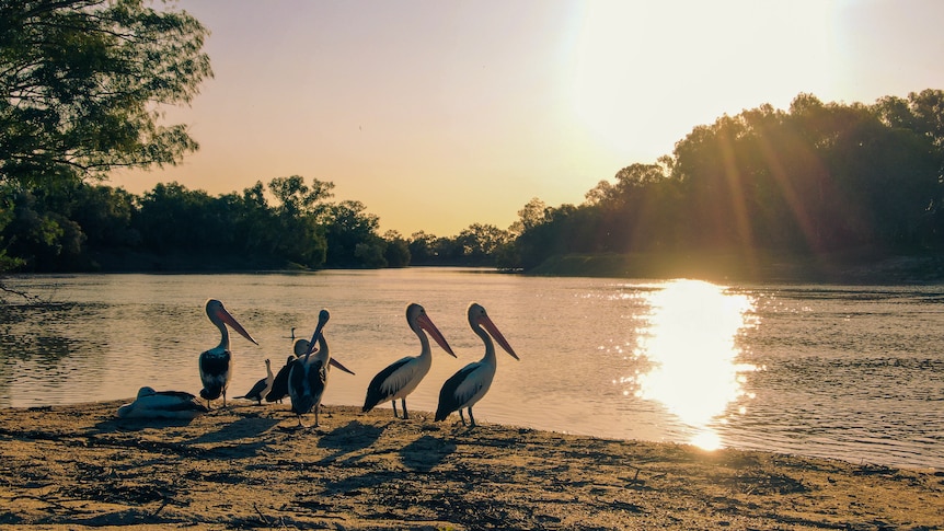 Pelicans on the bank of Kati Thanda (lake eyre)