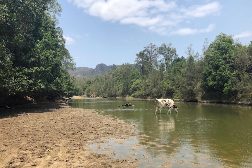 A cow standing in the shallow water of a river that has stopped running and is almost dry