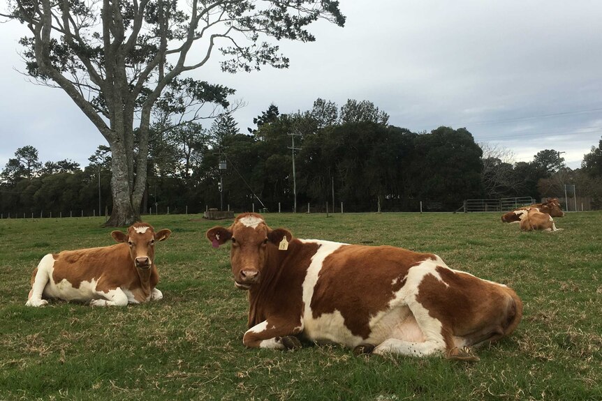 Pregnant cows lying in a field at Maleny dairies.