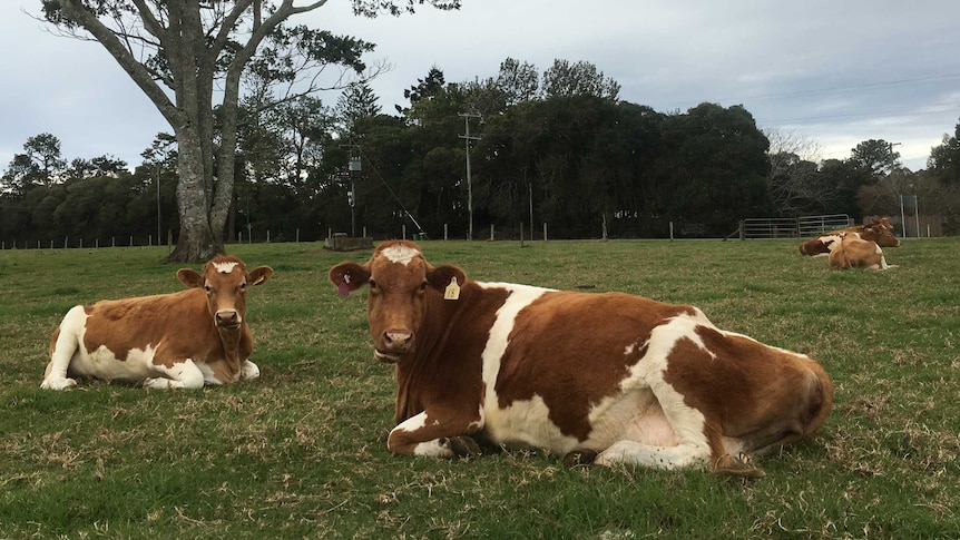 photo of pregnant cows lying in a field at Maleny dairies.