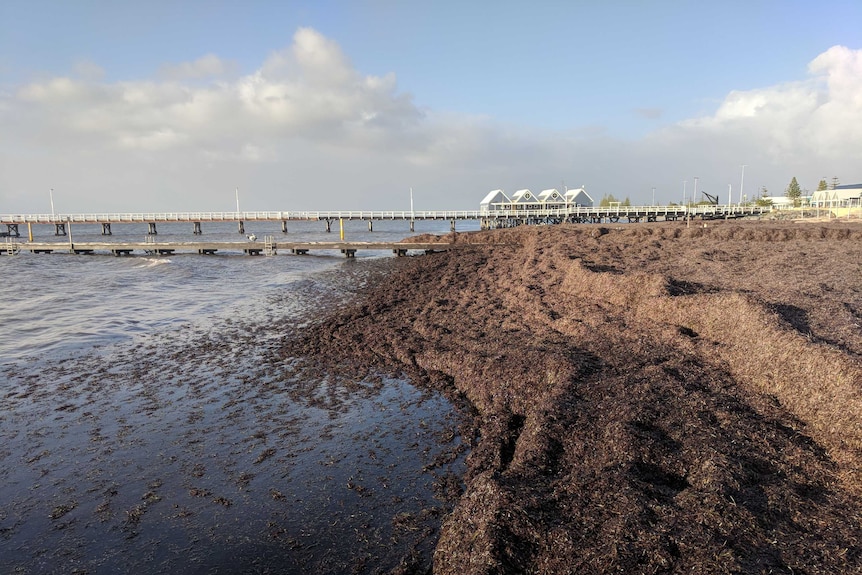 Huge mounds of seaweed stretch into the distance.