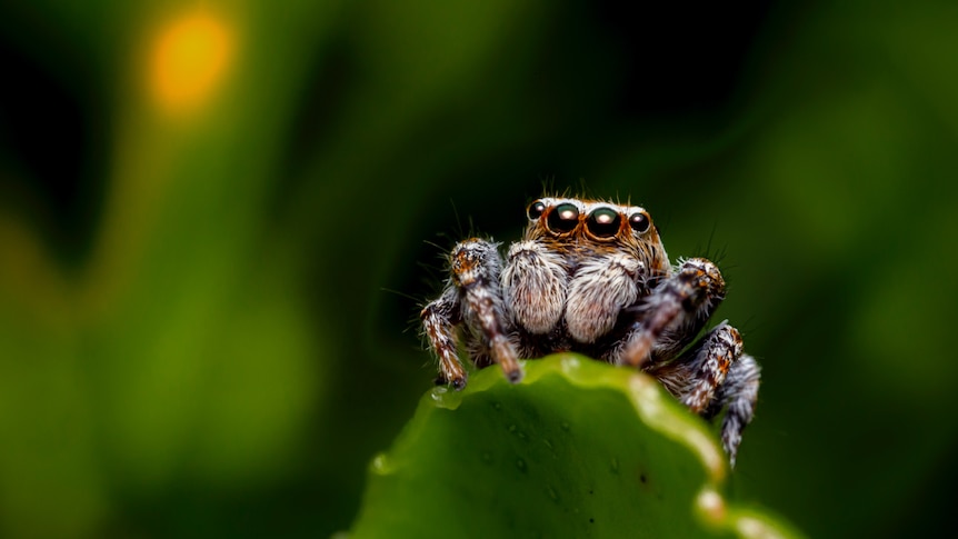 A closeup of a jumping spider perching hesitantly at the top of a leaf.
