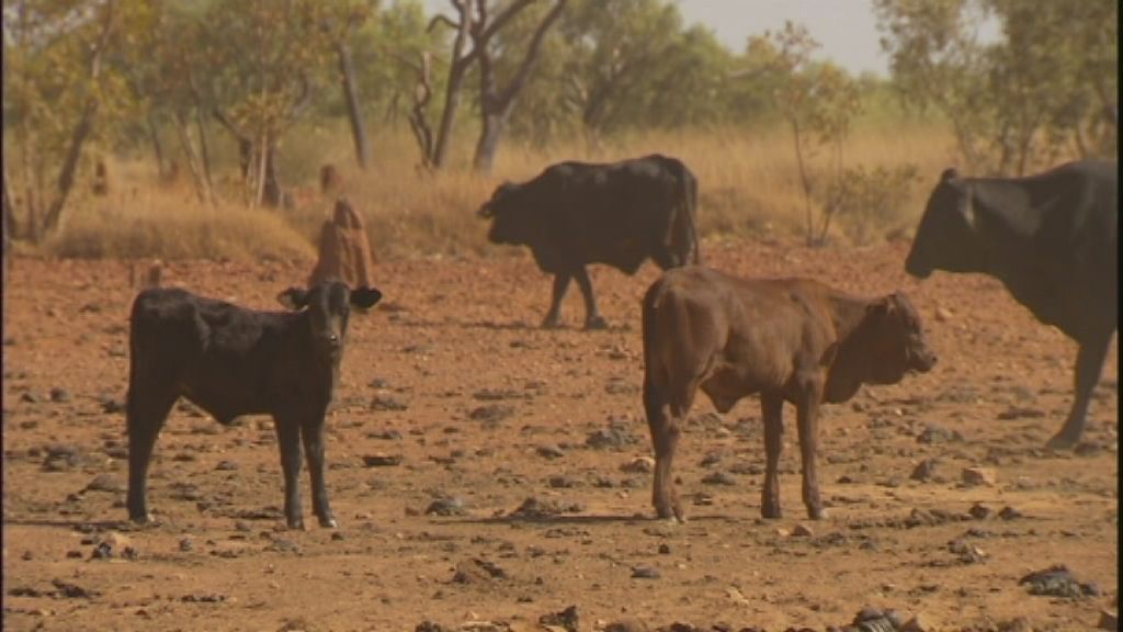Graziers fight for survival as drought grips Queensland - ABC News