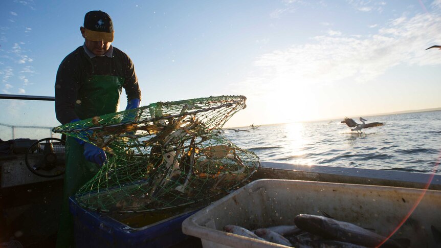 A fisher removes his catch from a crab pot with pelicans flying in the background of his dinghy