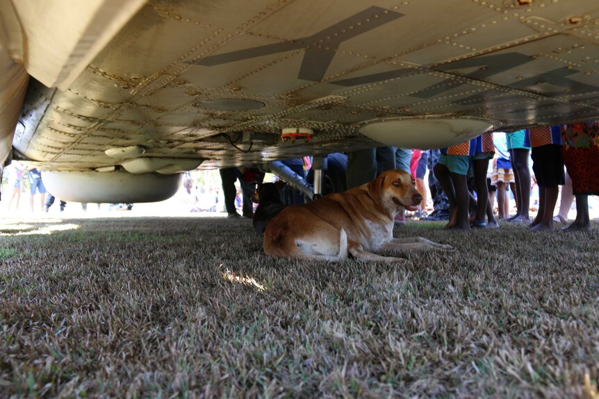 A camp dog keeps cool under a Navy Seahawk helicopter