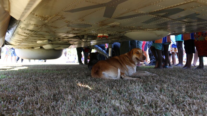 A Tiwi Islands camp dog keeps cool under a Navy Seahawk helicopter