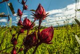 Native Hibiscus flowers