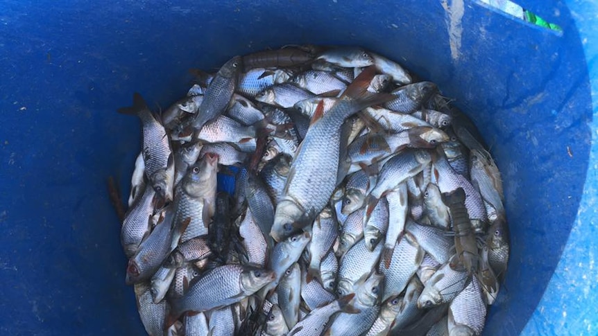 A large pile of juvenile carp in a bucket after being caught in a yabby net at Chowilla Station in the Riverland.