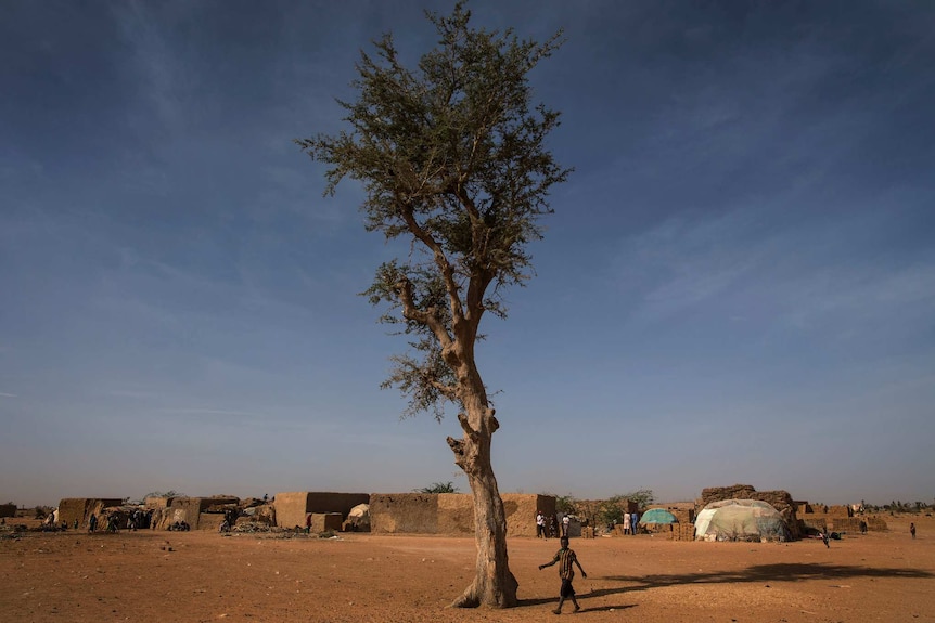 A small child in Mali walks past a large tree with sparse structures in the background of the desert.