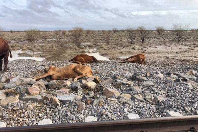 Three dead cows near a rail line